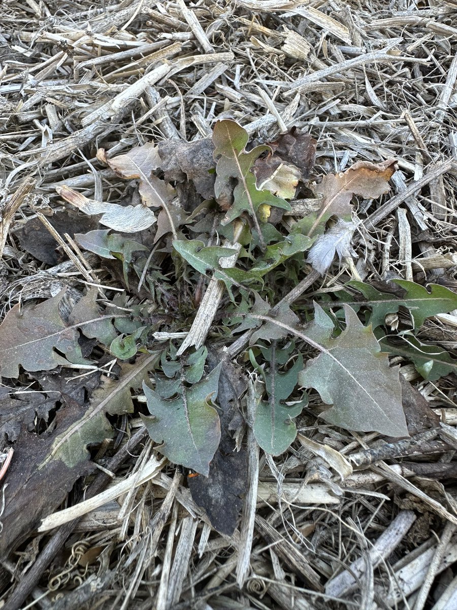It may be early in N. AB but the preburn weeds are not waiting. #cleavers #narrowleavedhawksbeard #dandelion

Seems like a perfect location for #smoulder herbicide #preburn before wheat and barley <a href="/BASFAgSolutions/">BASF Agricultural Solutions Canada</a>