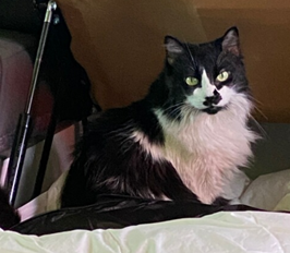 tatzanx's tweet photo. Information Sought in an Armed Carjacking (Gun) Offense: 700 Block of 7th Street, Southeast | mpdc https://t.co/VWSn8n0mQn #catnapped https://t.co/U2I9DuYagh
