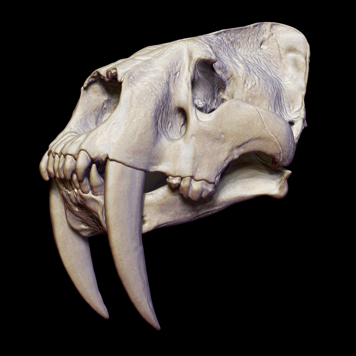FcoHuei's tweet photo. Smilodon populator

skull reconstruction

One of the great predators of the Pleistocene of South America

Full set on: 
https://t.co/bnZGutIR36

#smilodon #pleitocene #chile #sabertooth #pleistoceno #dientesdesable #felidae #Smilodontini #Machairodontinae https://t.co/BtS6tEdfYt