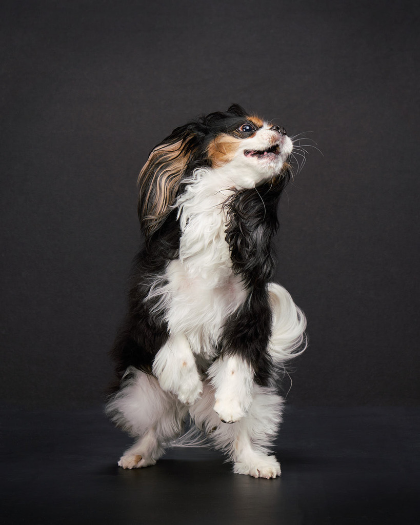 Ezio came to my studio to celebrate his 7th birthday. His folks were thinking about this for a few years but finally reached out and scheduled this session. We had such a great time and got some really wonderful photos. Everyone had a great time and I kn… instagr.am/p/CrMOhDovOtW/