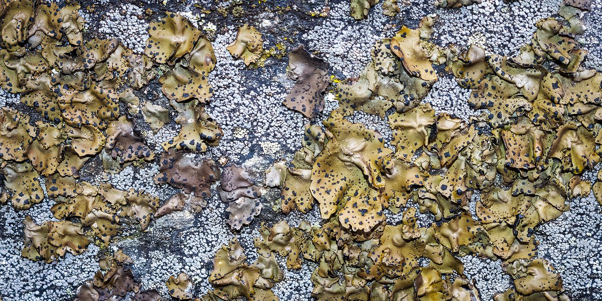 Discovered a nice grouping of Emery Rock Tripe (Umbilicaria phaea) on shaded side of large boulder in forested habitat. Note the smooth surface of this #lichen. Also typically colored more brown; color change probably related to snow melt moisture.🙂