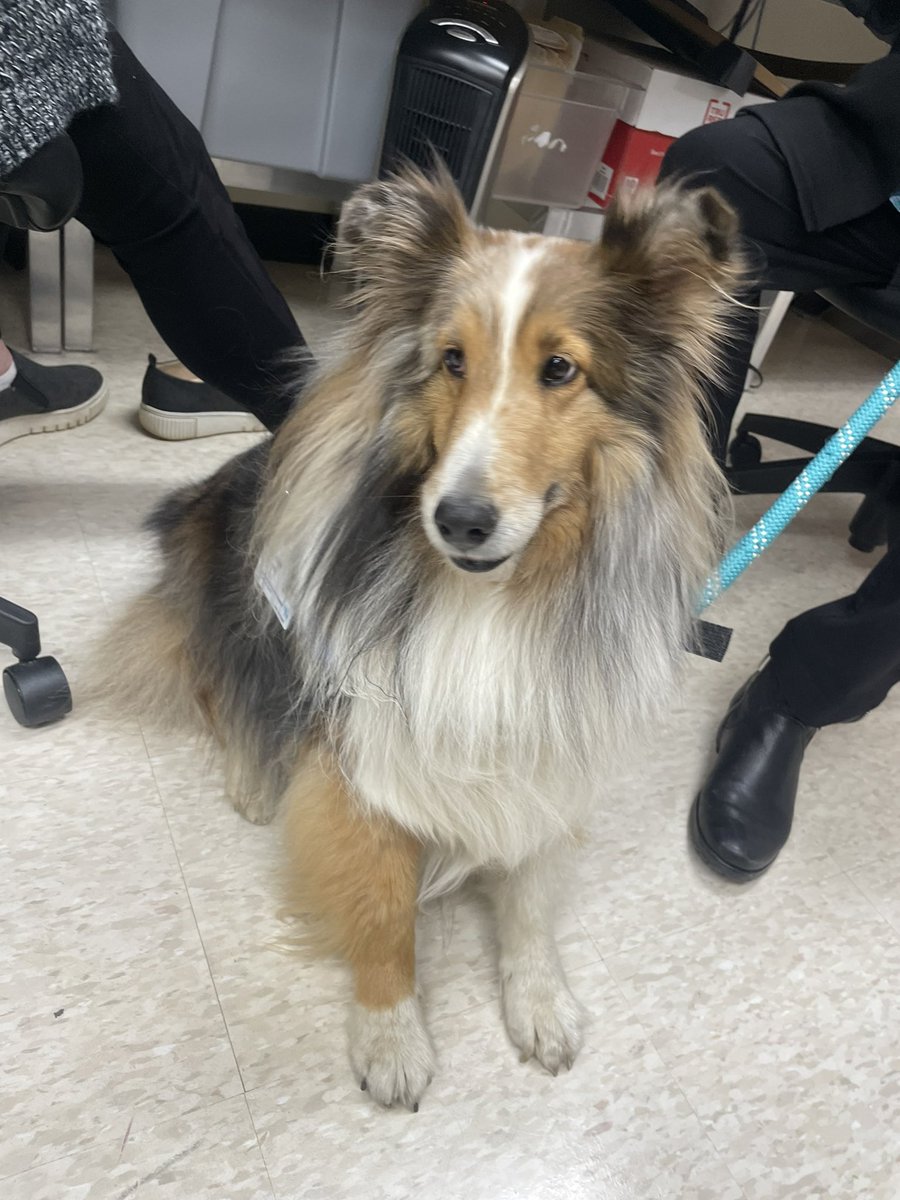 Today at my internship I had the opportunity to observe one of Northern Westchester’s therapy dog’s on its daily trek around the hospital!  @YHSMrsMero #medicine #YHSWISE2023