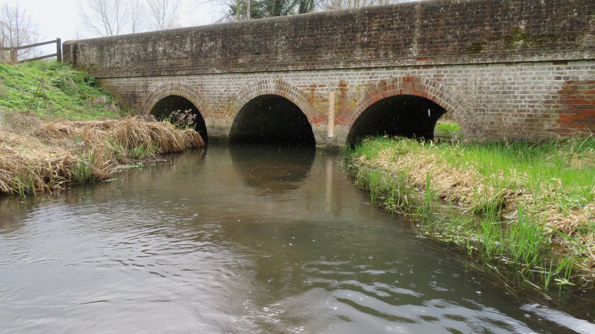 VerValleySoc's tweet photo. A #chalkstream needs water to thrive. Thanks to Mother Nature, we've have a wet winter with plenty of flow in the #RiverVer. This small mollusc - a River Limpet - has reappeared as a result; the first one we have spotted in years. https://t.co/yvNaim53Db
