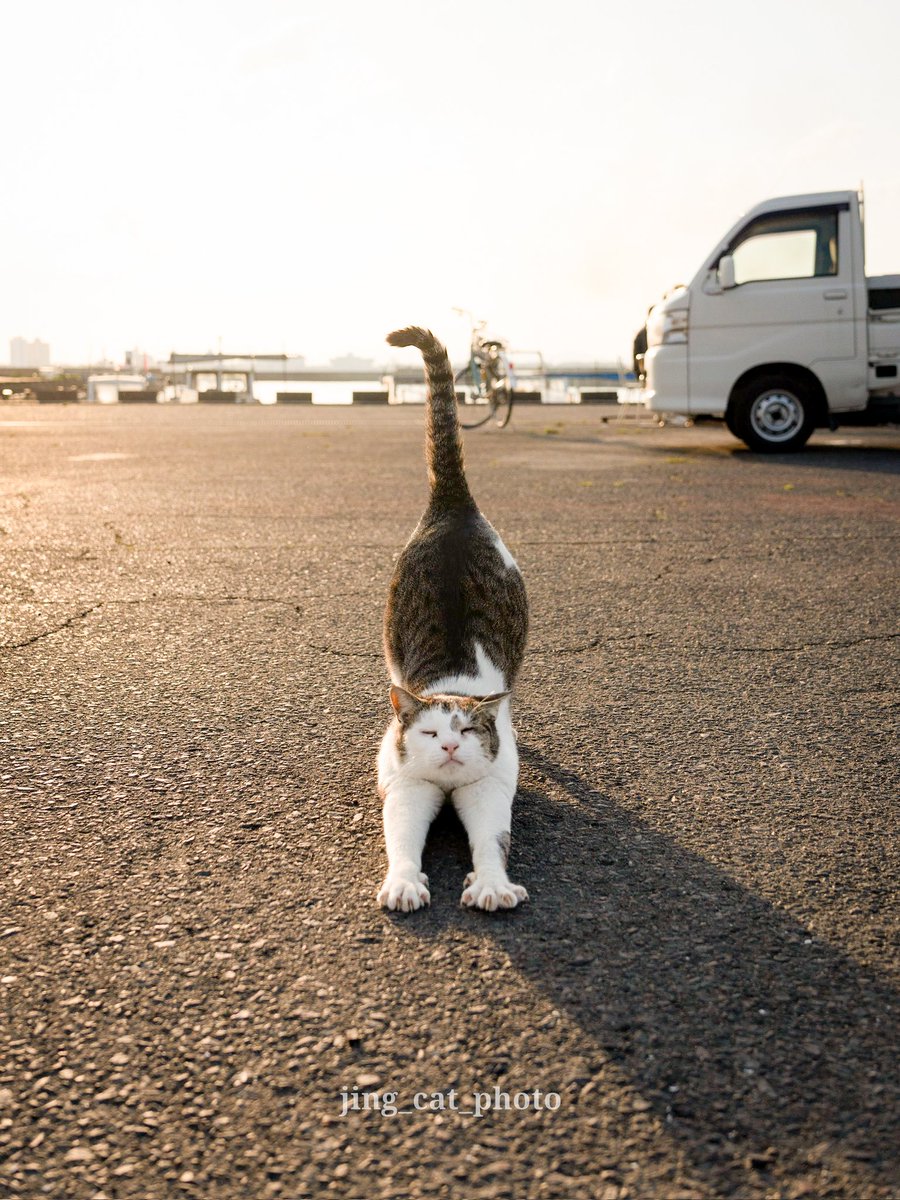 jing_cat (@jingcat3) on Twitter photo 目覚めの伸び
#猫 #ねこ #猫の日常 #ねこすたぐらむ #にゃんすたぐらむ #nekoclub #東京カメラ部 #cats #catsofinstagram #CatsofTwittter #Cat 目覚めの伸び
#猫 #ねこ #猫の日常 #ねこすたぐらむ #にゃんすたぐらむ #nekoclub #東京カメラ部 #cats #catsofinstagram #CatsofTwittter #Cat