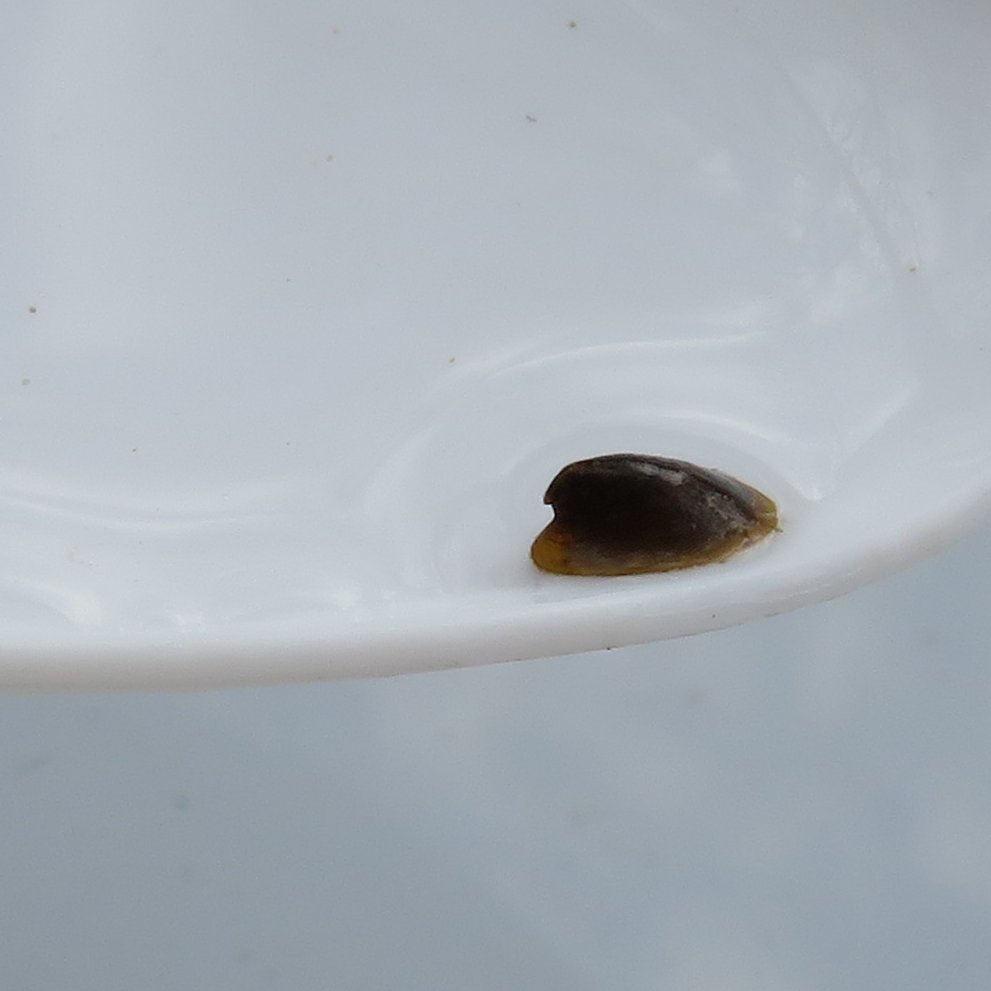 VerValleySoc's tweet photo. A #chalkstream needs water to thrive. Thanks to Mother Nature, we've have a wet winter with plenty of flow in the #RiverVer. This small mollusc - a River Limpet - has reappeared as a result; the first one we have spotted in years. https://t.co/yvNaim53Db