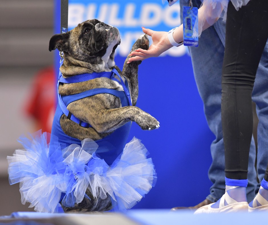 DrakeUniversity's tweet photo. Get ready for the cutest event of the year! The 44th Annual Beautiful Bulldog Contest, presented by Ramsey Subaru will be Monday, April 24, at 6 p.m. 🎉 Doors open at 5 p.m. for fans to enjoy the Rescue Dog Festival and Kids Zone before the pageant begins. #BeautifulBulldog2023 https://t.co/JNADfyzxZj