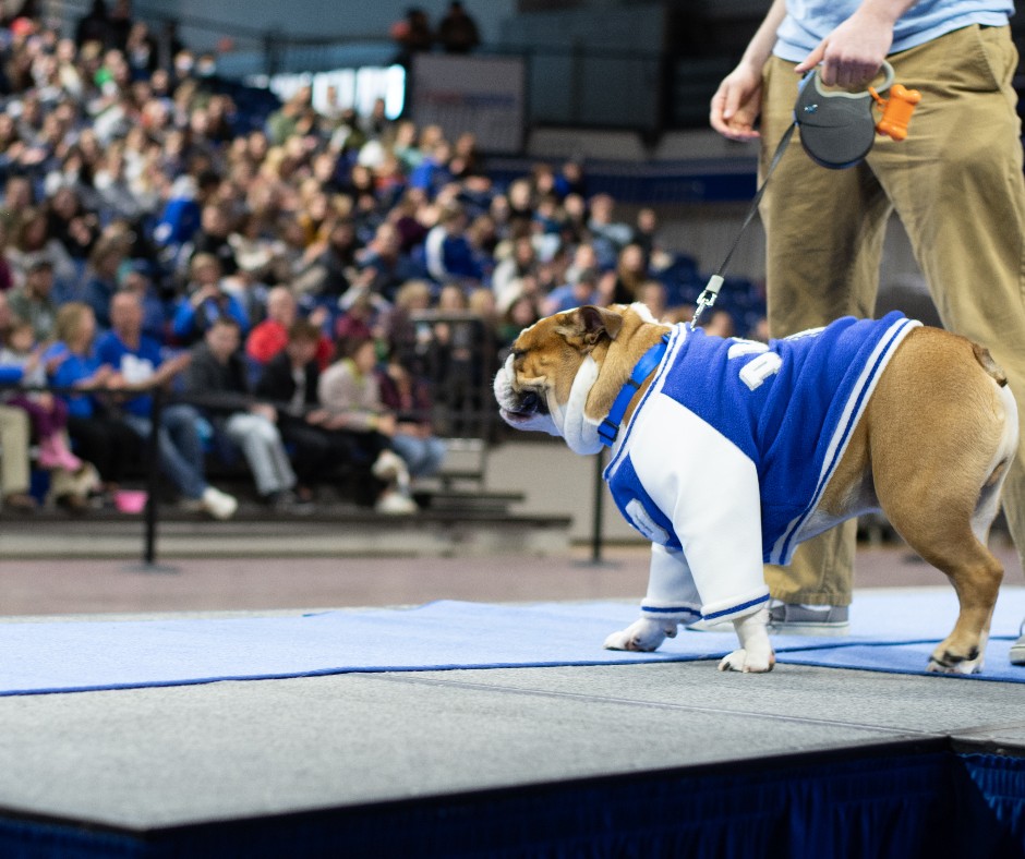 DrakeUniversity's tweet photo. Get ready for the cutest event of the year! The 44th Annual Beautiful Bulldog Contest, presented by Ramsey Subaru will be Monday, April 24, at 6 p.m. 🎉 Doors open at 5 p.m. for fans to enjoy the Rescue Dog Festival and Kids Zone before the pageant begins. #BeautifulBulldog2023 https://t.co/JNADfyzxZj