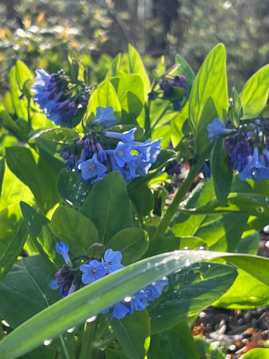 ValleyViewUs's tweet image. Earth Day is this Saturday~ come put your Toes on the Trails!
Click to read more-
conta.cc/3UORntl