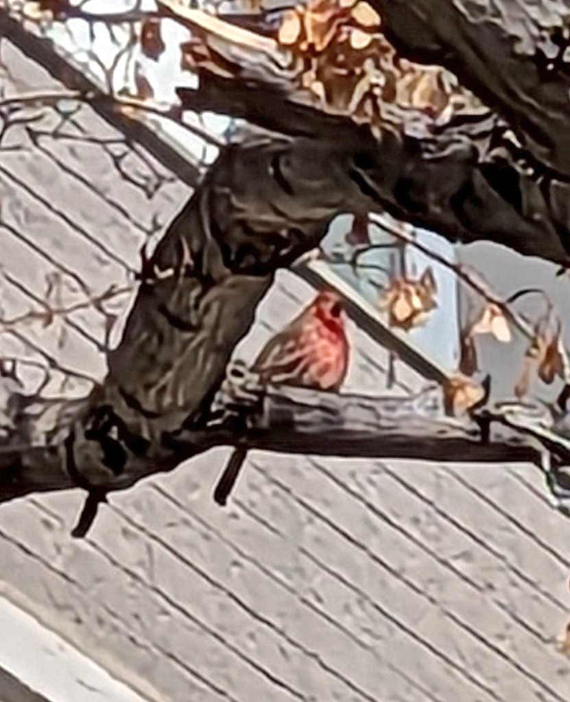 Social_Moi's tweet image. This beautiful fellow, I think he's a finch, was happily singing his heart out looking for a mate. 

#SoundsOfSpring
