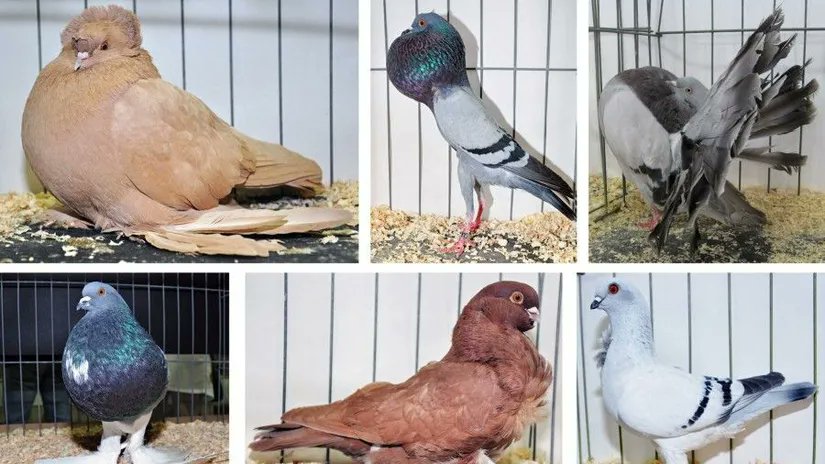 MudessirSeven's tweet photo. "Charles Darwin" yine haklı çıktı 
Güvercinler, insanların çiftleştirme seçimleri ve doğal seçilim süreci sonucu farklı özellikler kazanmış ve türlerinin çeşitliliği evrim teorisinin kanıtlarından biridir. https://t.co/SSvxvhyOAV
