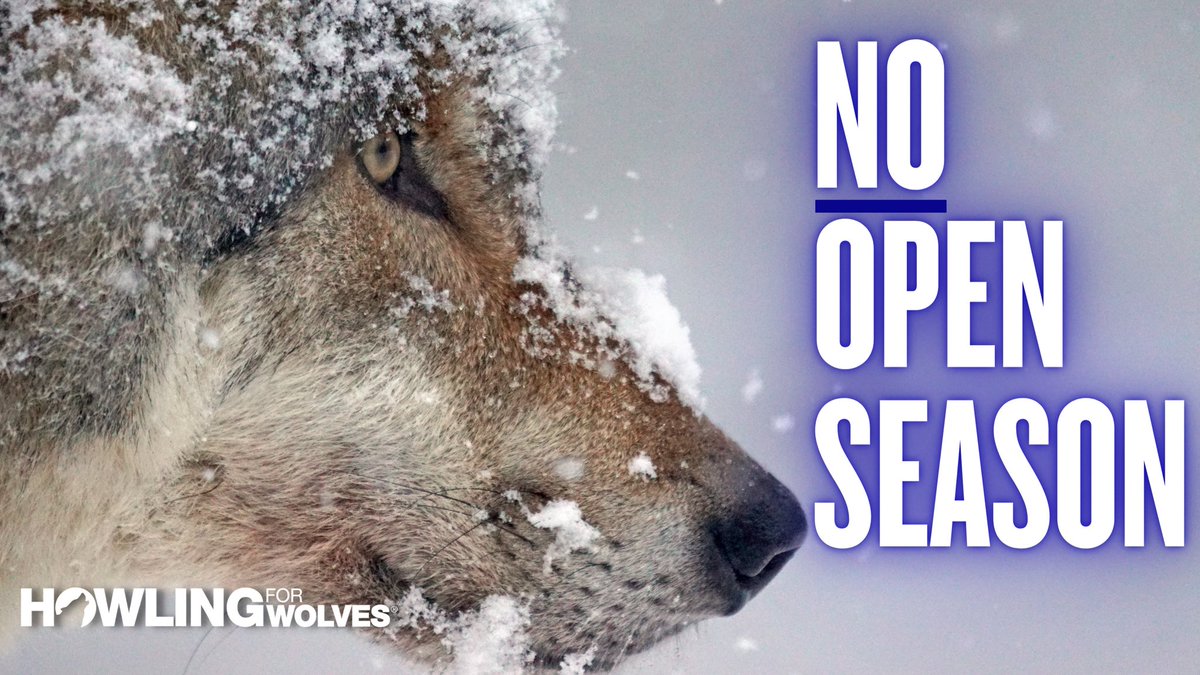 Howling4Wolves's tweet photo. Yesterday was an epic day! The Minnesota House of Representatives voted to prohibit wolf recreational hunting in Minnesota! Congratulations and thank you to everyone who reached out to their legislators!

The amendment reads:  No open season for wolves. (1/3) https://t.co/QXGARJkPF0