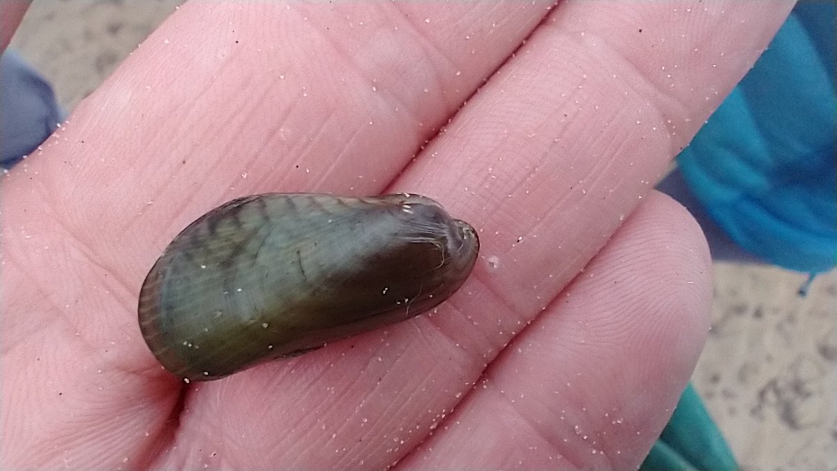 An inspiring day today with <a href="/ProjectSeagrass/">Project Seagrass</a> today learning the <a href="/SeagrassWatch/">Seagrass-Watch</a> monitoring methods, spiced up by the discovery of an #asiandatemussel on Ryde Beach!
