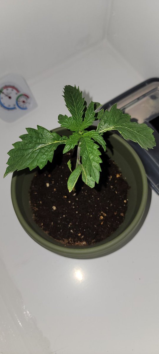 vapekid883's tweet photo. What a difference in just one week. This is my first grow attempt ever! #homegrown #cannabisculture #MMJ #cannabis #legalpot #i502 #pnwbud #staymedicated https://t.co/9jr7o243me