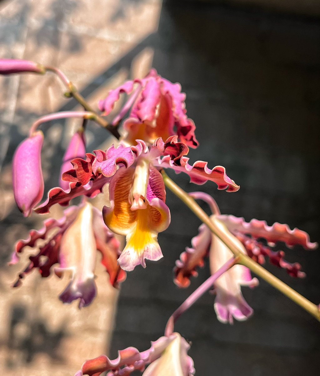 _laNatt__'s tweet photo. temporada de myrmecophilas ✨

#orquis #orchids #orchid https://t.co/4Ro8Q2Qo9X