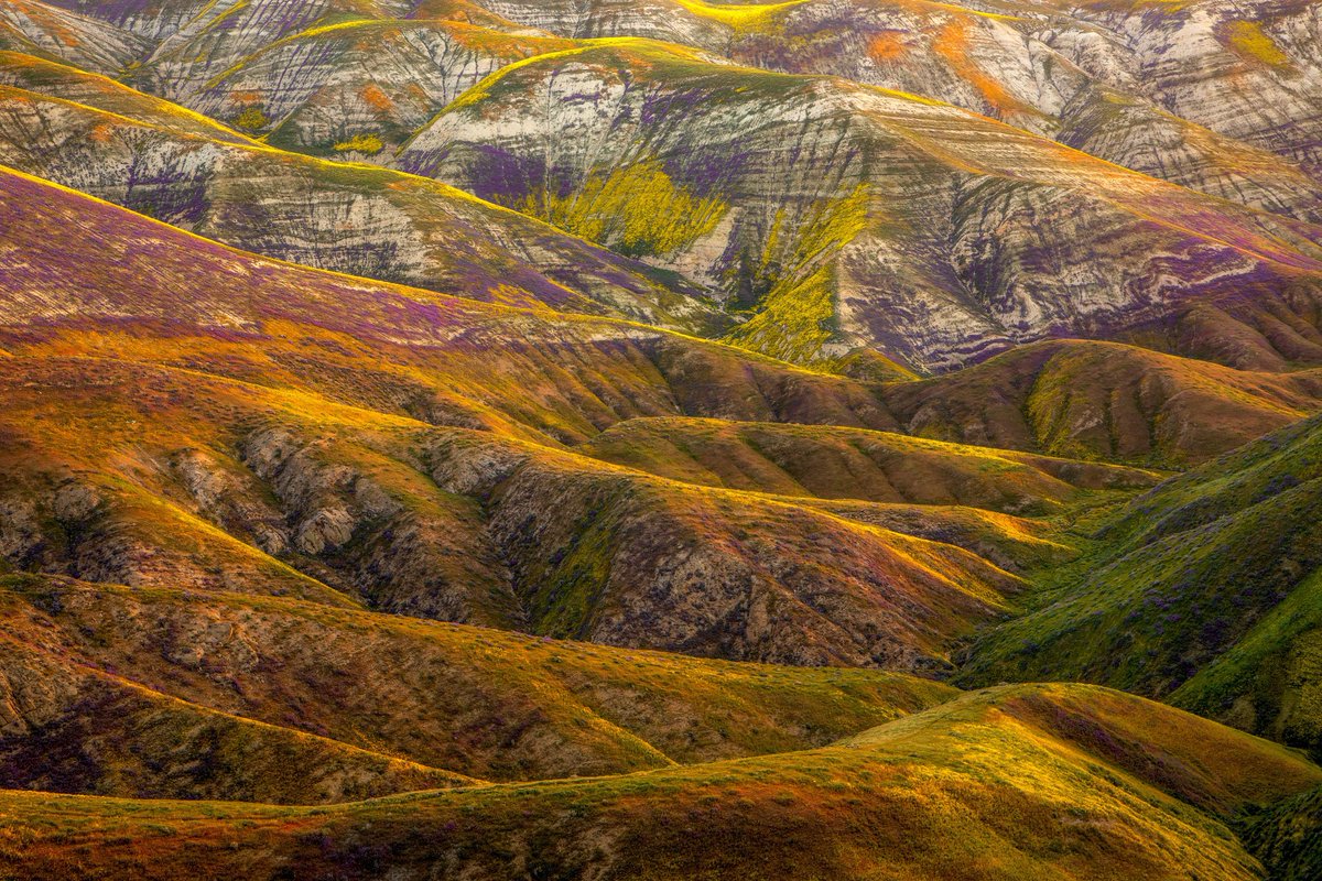 Never in my life did I think I’d witness the desert this caked in flowers. What a special year in California #superbloom