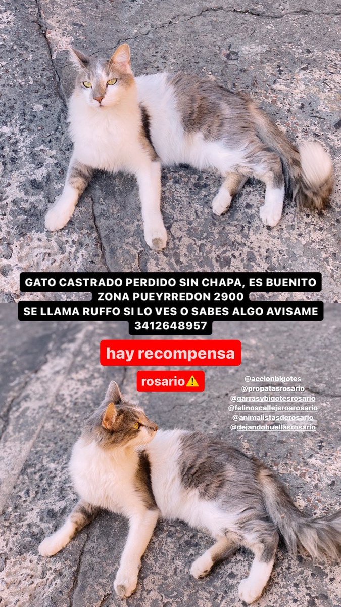 LuliCostanzo_'s tweet photo. todo sirve por favor ayúdenme a compartir 😭🙏🏼 https://t.co/uSGszXVEys