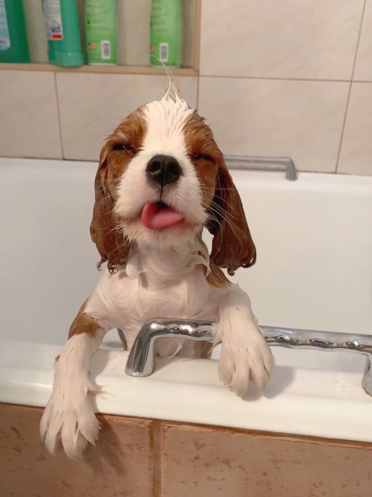 💖 (@twaniimals) on Twitter photo 