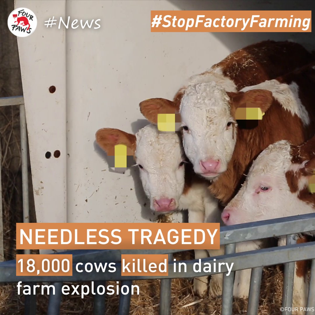 fourpawsAU's tweet image. #News: Dairy Farm Explosion 💔🐄

An explosion at a dairy farm in Texas has killed approx. 18,000 cows 🐄 in a horrifying incident. 

It&apos;s time to #StopFactoryFarming. FOUR PAWS has been demanding an end ❌ to this cruel practice for years. 

📰 Source: bbc.com/news/world-us-…