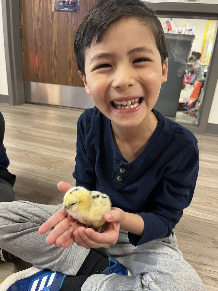 Ms_Weir_'s tweet photo. It’s safe to say we want to keep them forever 🥹🐣 https://t.co/W2dTcHuF9l