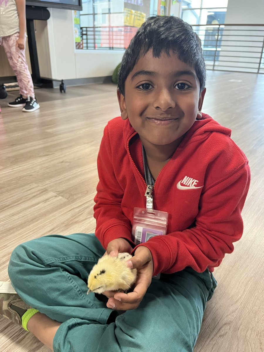 Ms_Weir_'s tweet photo. It’s safe to say we want to keep them forever 🥹🐣 https://t.co/W2dTcHuF9l