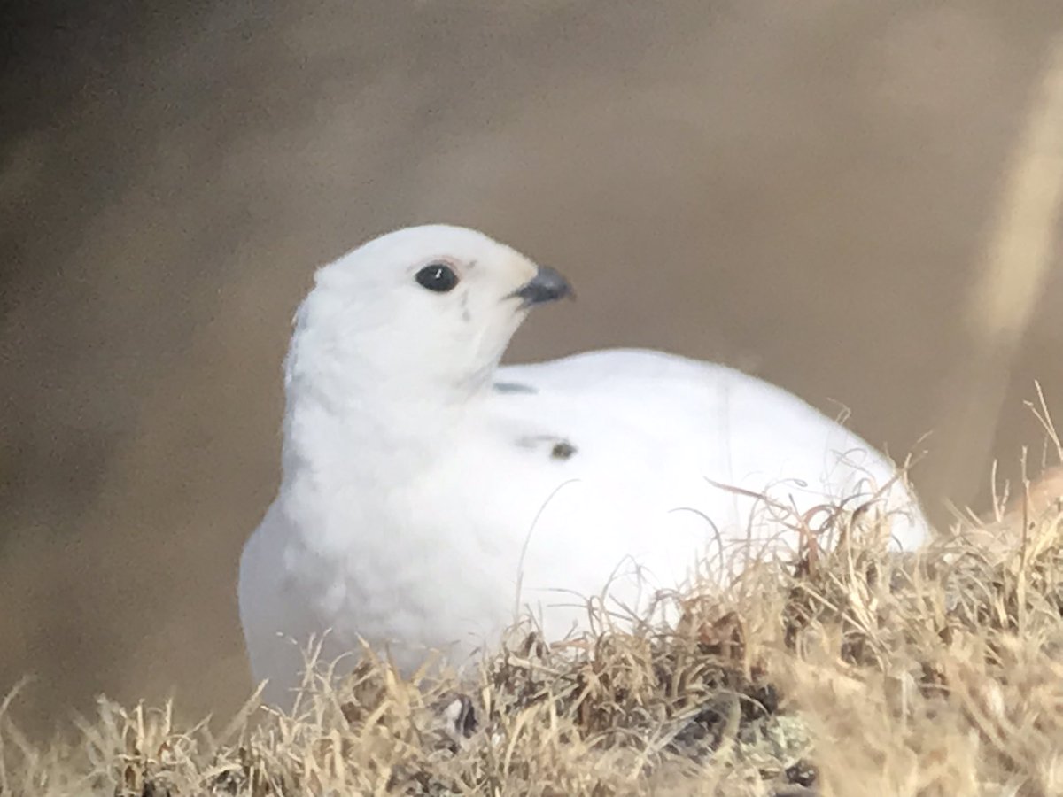 OuseFenBirder now on Bluesky tweet media