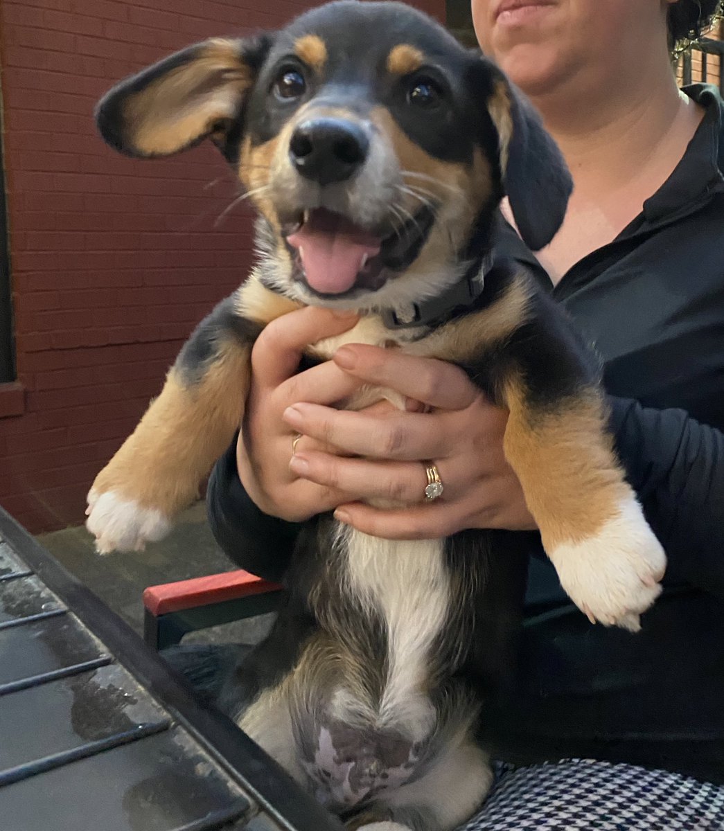 TrakehnerEq's tweet photo. rode fabio &amp; ate dinner with a corgi puppy named brisket (he fell asleep in my arms) https://t.co/cGfeaFTKjs