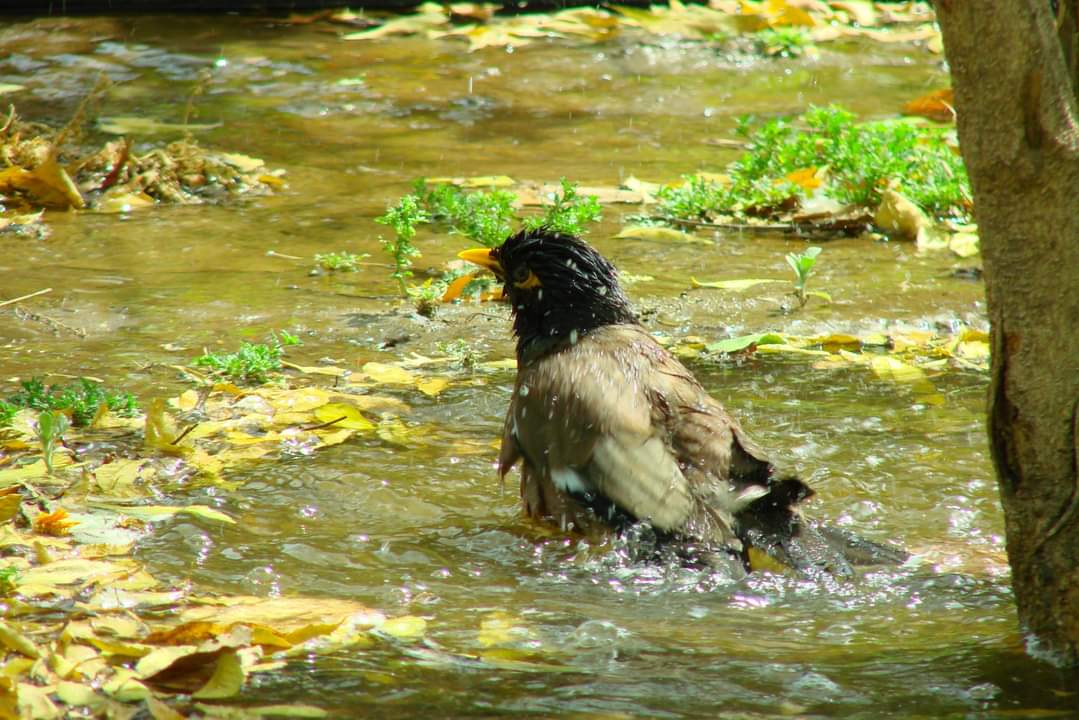 Tapesh Tiwari tweet media