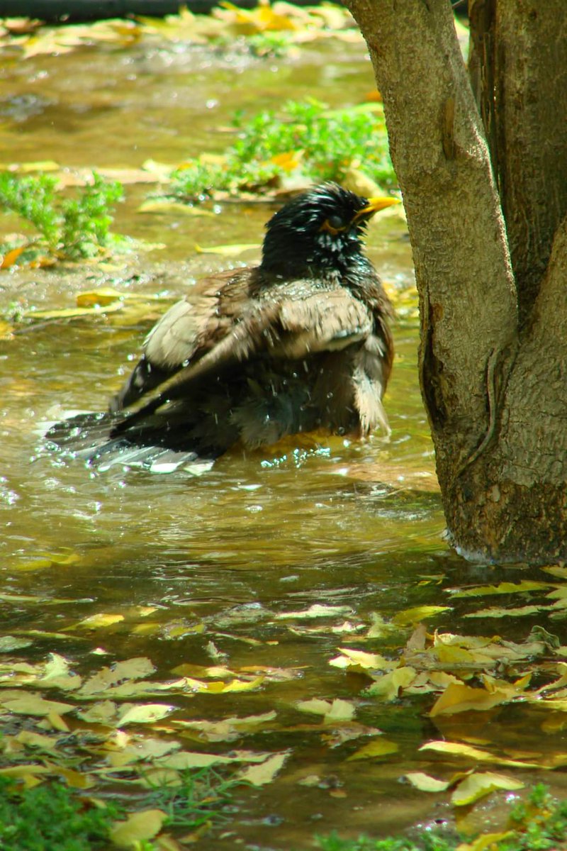 Tapesh Tiwari tweet media