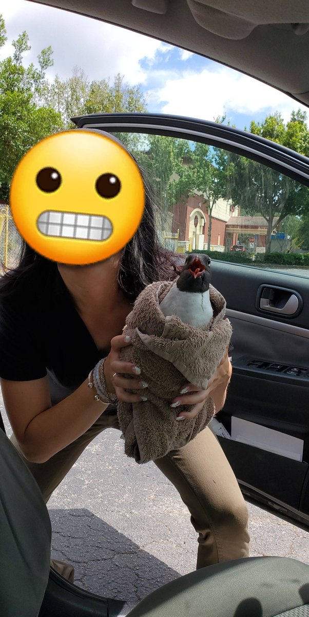 daily_wholesome's tweet photo. The time my gf stopped traffic to rescue an injured seagull out of the street
#humansbeingbros #wholesome #wholesomememes #aww https://t.co/tDSSXKQO0E