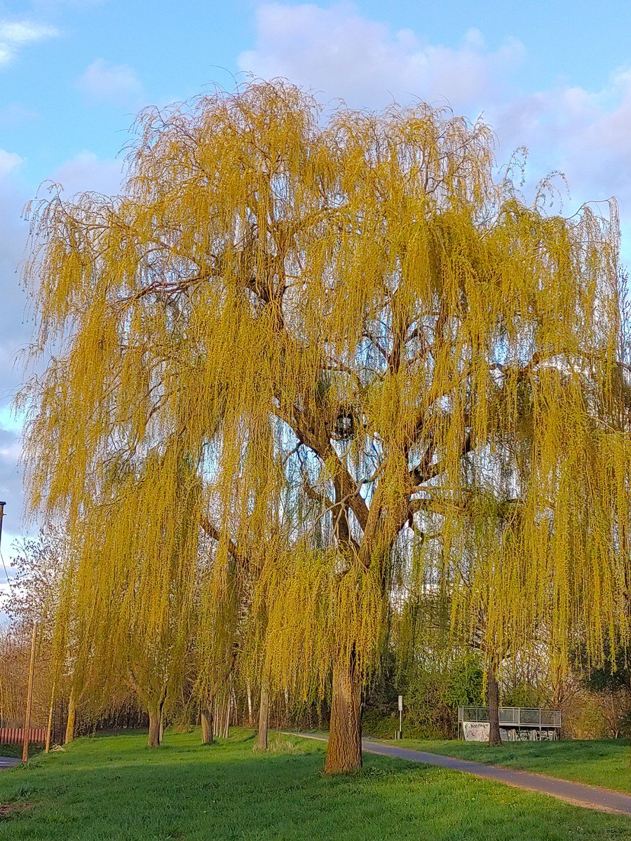 StephaneNature's tweet photo. Have a peaceful #Thicktrunktuesday ๐ณ๐ต๐๏ธ๐
#Trees #TreeRide #TreeHike #WeepingWillow #Climate #Springtime #Climate #Biodiversity #MakeLoveNotWar #RussiansGoHome https://t.co/M0YDSCS9EU