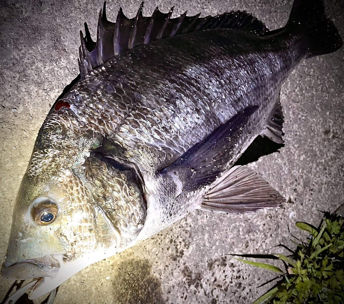 Fishing_rec's tweet photo. 魚がわんさか
スレでコイ、ボラ、チヌ、
シーバスは?
#abugarcia
#saltystageprototype
#revoalxθ
#blueblue
#shimano
#palms
#daiwa
#江ノ島シーバス
#湘南シーバス
#23ヴァンキッシュ
#はよ https://t.co/6BTLLugfEf