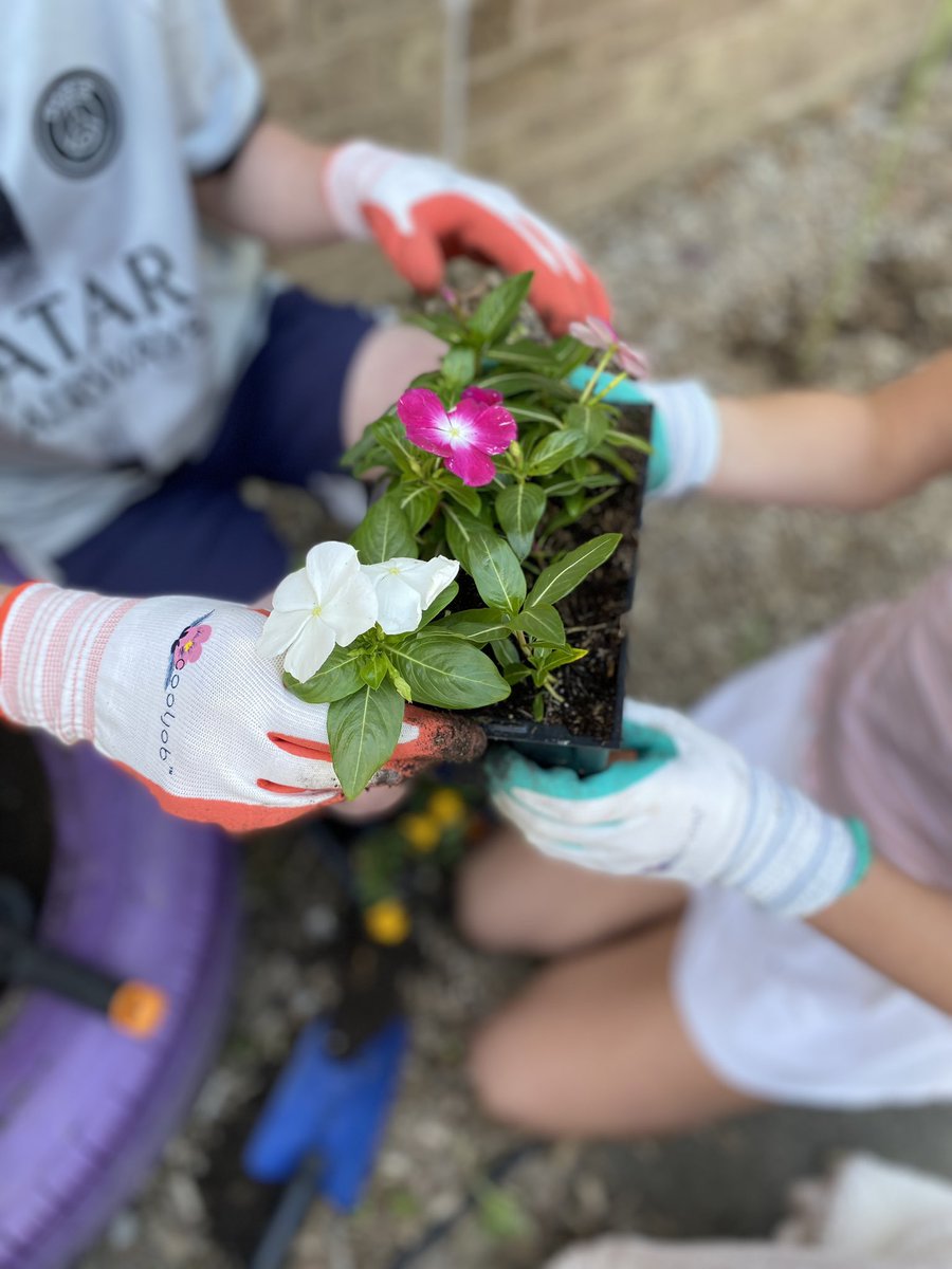 EcoEdTek's tweet photo. It’s the most wonderful time of the year! #Schoolgarden #lifeready https://t.co/ZgkErfPu9s