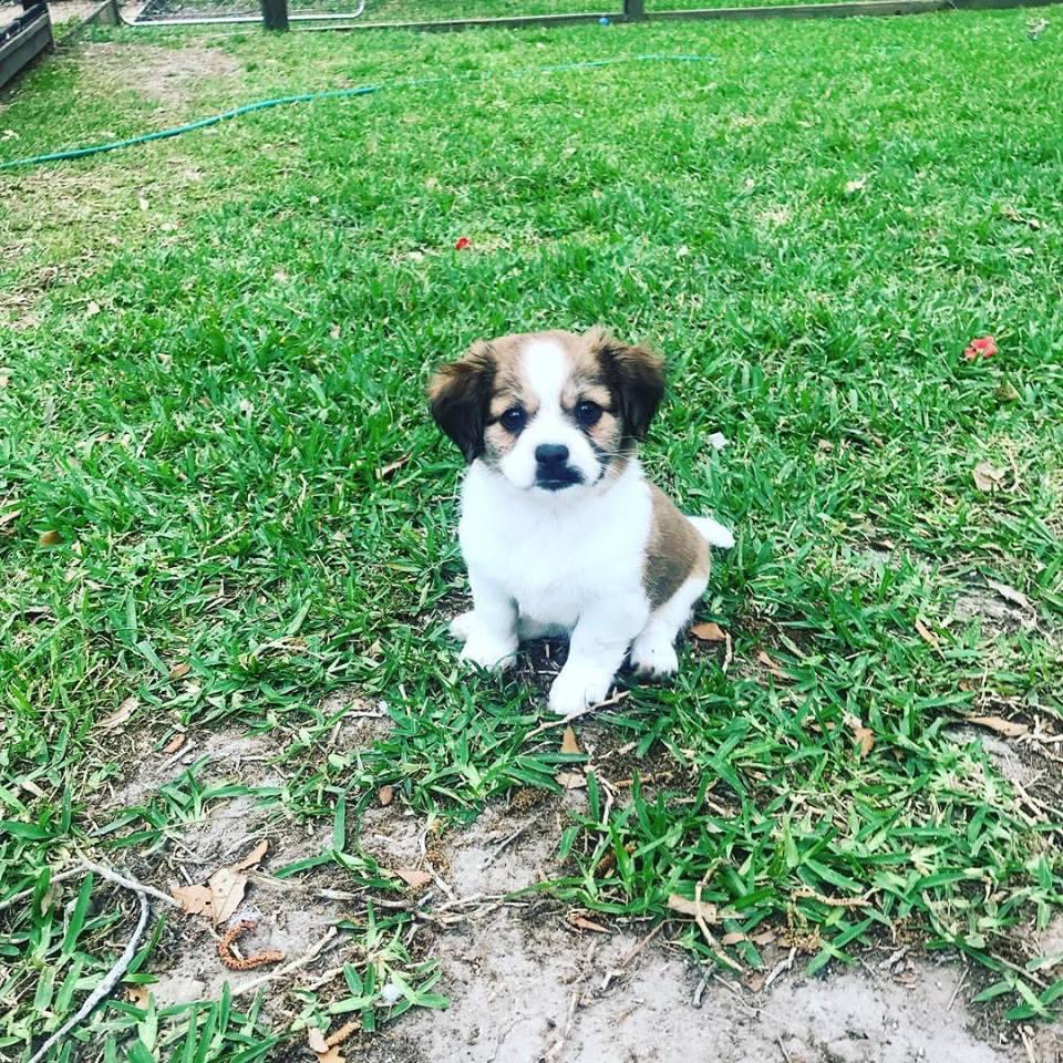 K9_Kelaroo's tweet photo. @Dooditsbarkley Lola is giving you a boop! She is trying to help Mum figure out Twitter, did we do it right? ❤️🐾 We have 19 dogs so we have 18 more boops if ya need em! https://t.co/e7dVXYSX8A