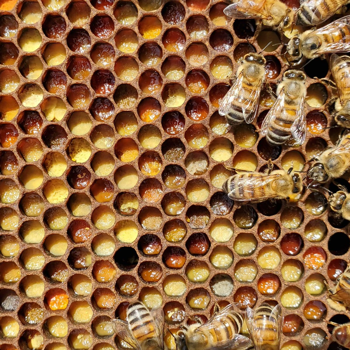 FoxhoundBeeCo's tweet photo. The girls out here throwin' shade(s) of yellow. Your move, Sherwin Williams. 

#beekeeping #honey #beekeeper  #bees #homegrown #homestead #urbanbeekeeping  #buzzing #backyardgoals #instagrambham #savethebees #beehive #bee #backyardbees #foxhoundbeeco #albeeks #beekeeping101 https://t.co/MqMd65eN7J