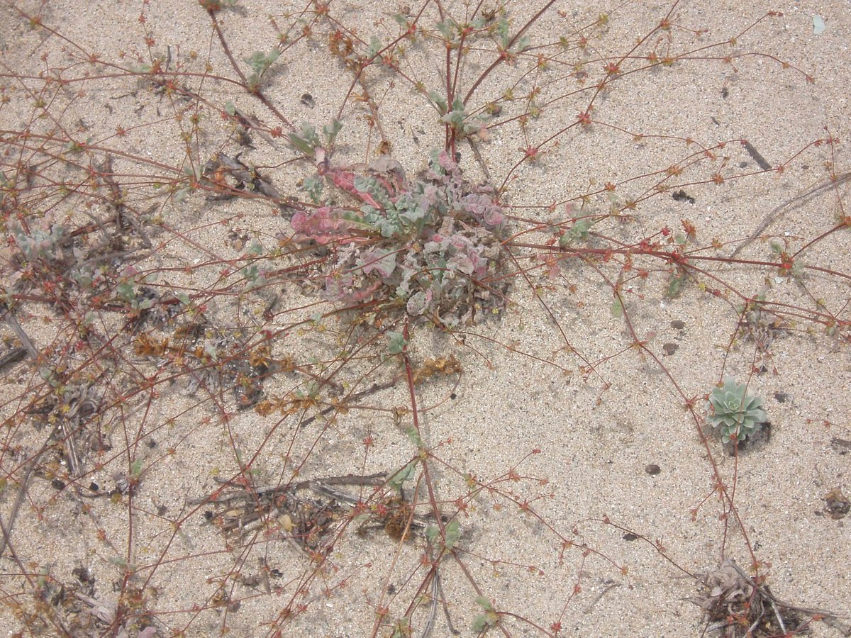 BolsaChica_LT's tweet photo. #CANativePlantWeek. #BolsaChica has a few that are listed species and need extra protection. Two are Southern tarplant (Centromadia parryi ssp. australis) and Coast woolly heads (Nemacaulis denudata var. denudata). 
Visit https://t.co/jsmipJTakl to learn more
📷 Marinka Horack https://t.co/ckUOxdIx7N