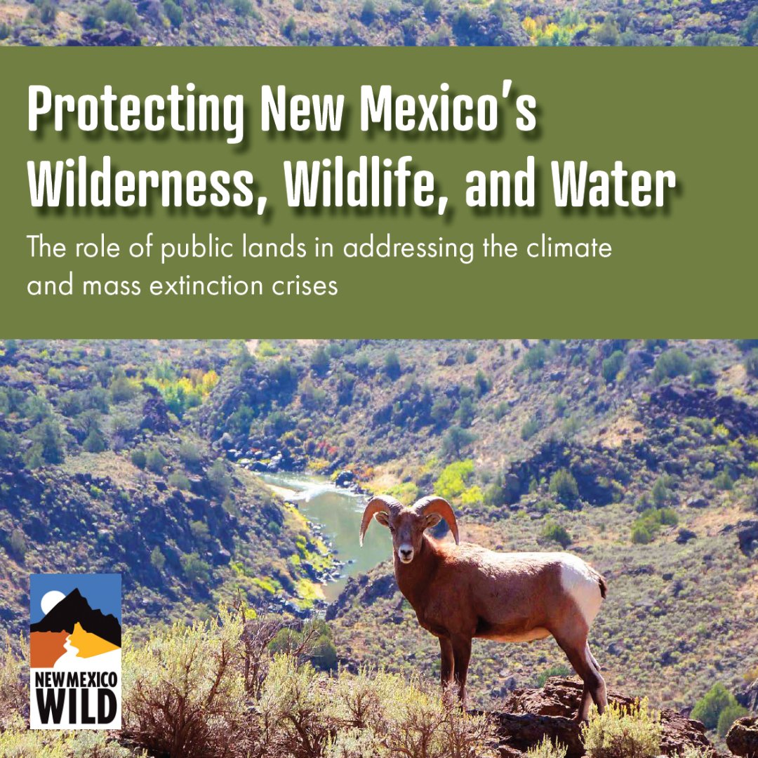 nmwild's tweet photo. JUST RELEASED: A new study we commissioned from EcoAdapt examines how protecting public lands in #NewMexico can help mitigate #climatechange and #biodiversity loss.
Explore the full study: https://t.co/eSLtCwk5Xo
#keepnmwild #nmwild #conservation #NMTrue #publiclands https://t.co/p8WlUnT6Kr