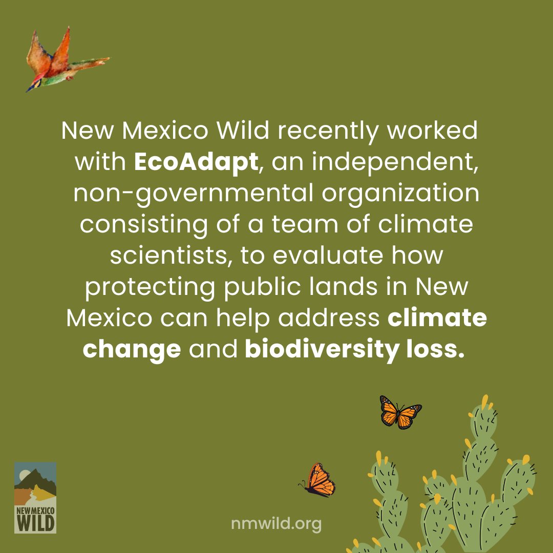 nmwild's tweet photo. JUST RELEASED: A new study we commissioned from EcoAdapt examines how protecting public lands in #NewMexico can help mitigate #climatechange and #biodiversity loss.
Explore the full study: https://t.co/eSLtCwk5Xo
#keepnmwild #nmwild #conservation #NMTrue #publiclands https://t.co/p8WlUnT6Kr