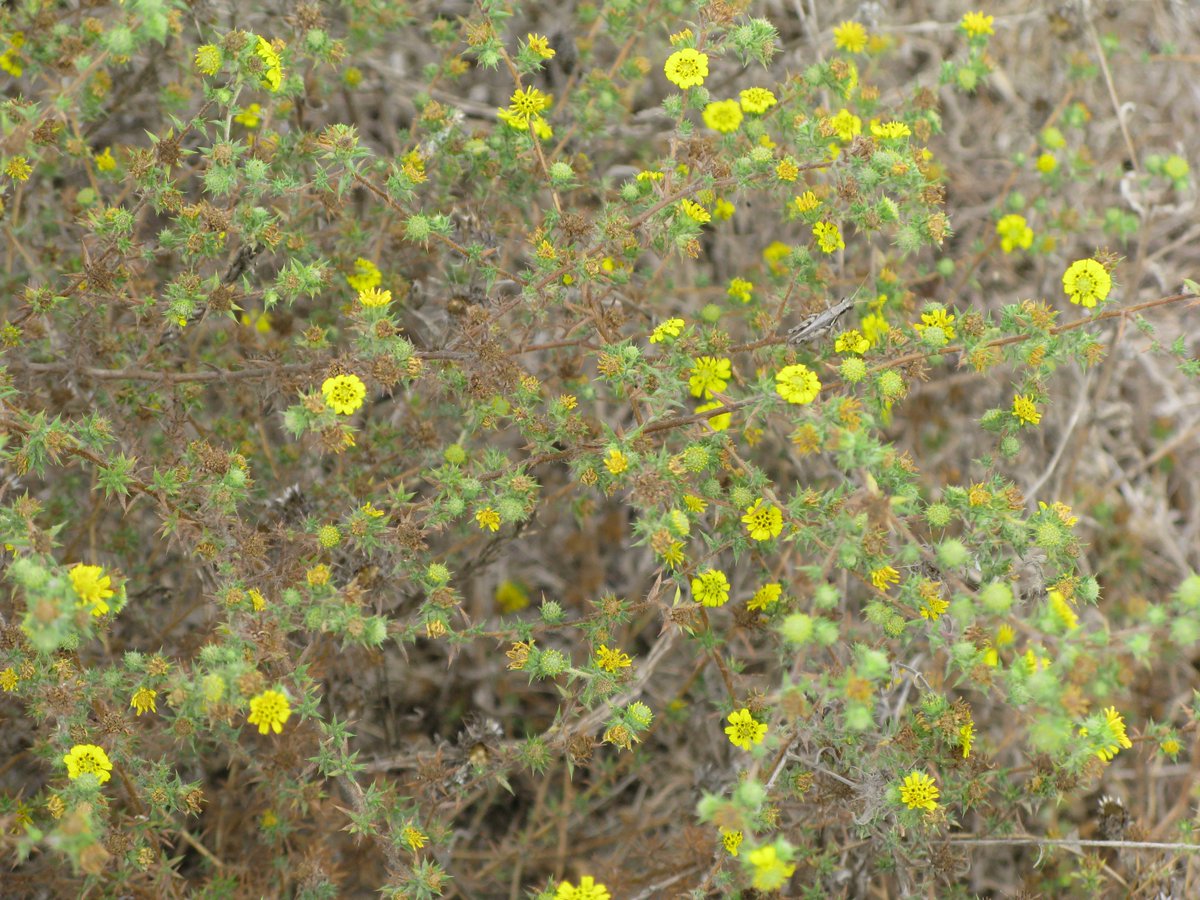 BolsaChica_LT's tweet photo. #CANativePlantWeek. #BolsaChica has a few that are listed species and need extra protection. Two are Southern tarplant (Centromadia parryi ssp. australis) and Coast woolly heads (Nemacaulis denudata var. denudata). 
Visit https://t.co/jsmipJTakl to learn more
📷 Marinka Horack https://t.co/ckUOxdIx7N