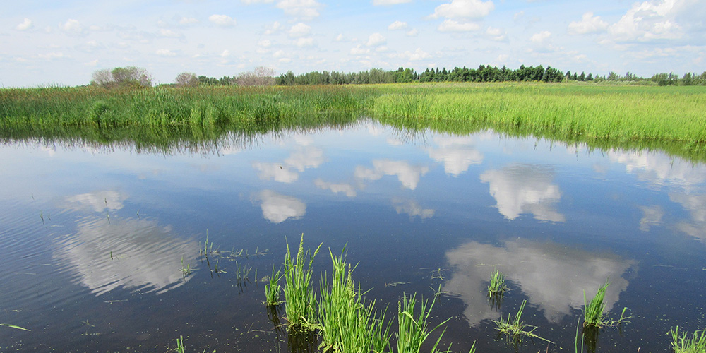 The Department of Earth, Environmental and Geographic Sciences has launched a new Continuing and Professional Education Program. Learn more about the Fundamentals of Wetland Delineation and Assessment and other non-credit, micro-credential courses at ow.ly/HHiJ50NMlPK.