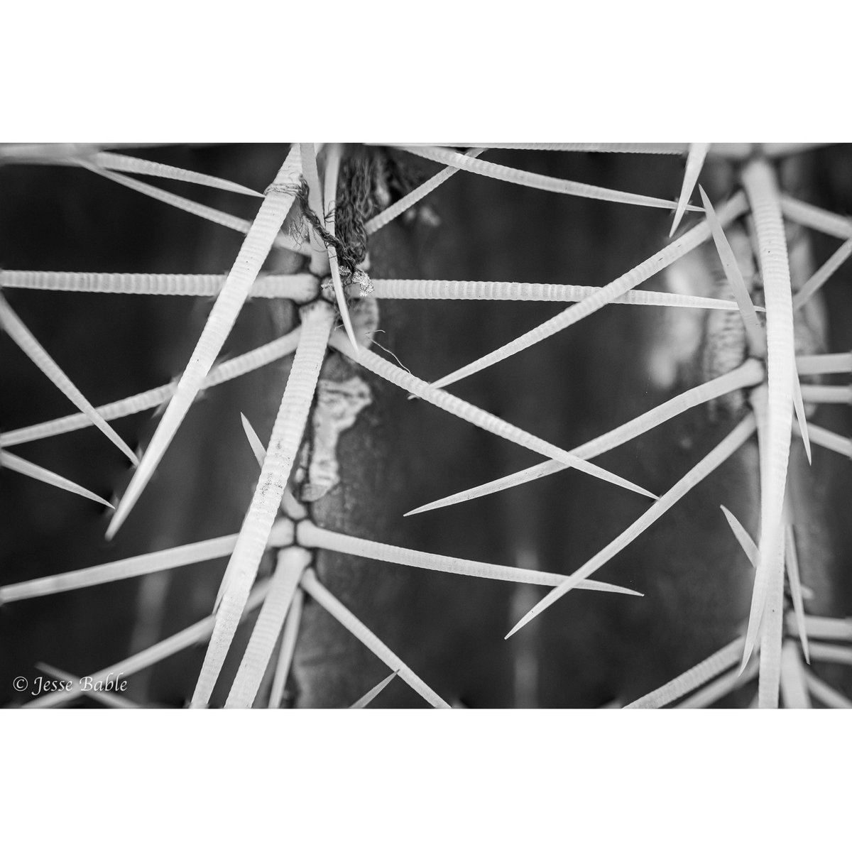 jessebable's tweet photo. “Light makes photography. Embrace light. Admire it. Love it. But above all, know light. Know it for all you are worth, and you will know the key to photography.” - George Eastman 
___
#blackandwhite #photography https://t.co/5rqVh6BIDD