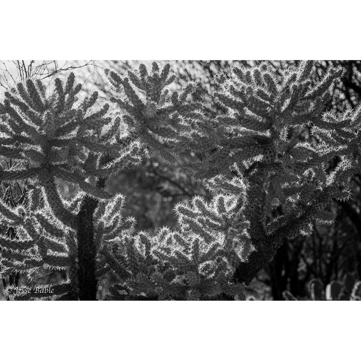 jessebable's tweet photo. “Light makes photography. Embrace light. Admire it. Love it. But above all, know light. Know it for all you are worth, and you will know the key to photography.” - George Eastman 
___
#blackandwhite #photography https://t.co/5rqVh6BIDD