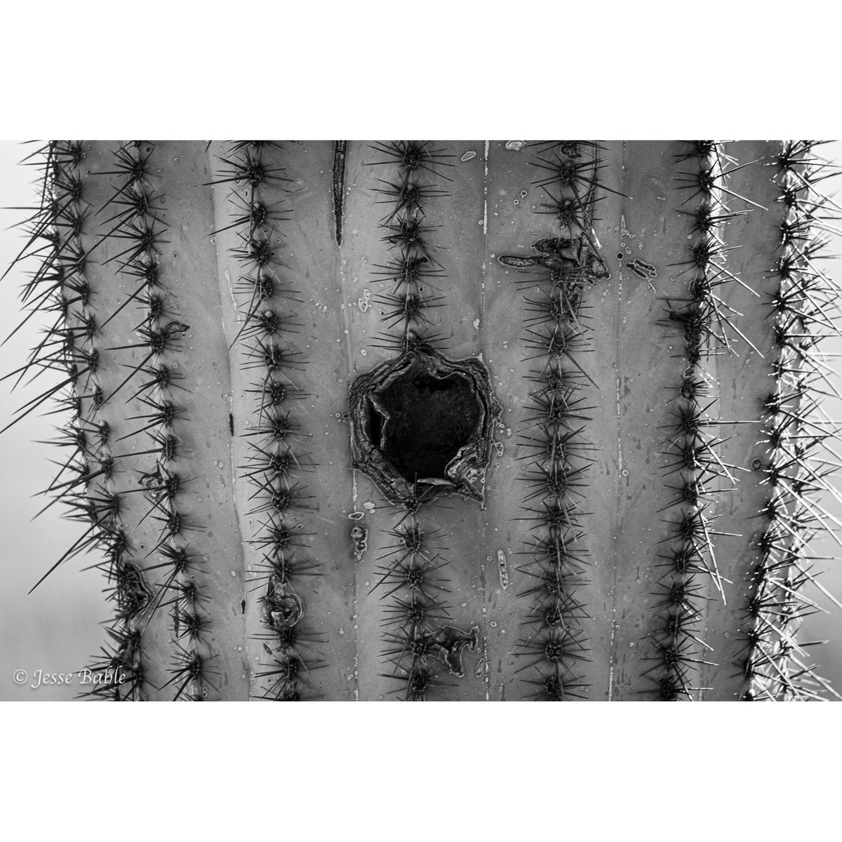 jessebable's tweet photo. “Light makes photography. Embrace light. Admire it. Love it. But above all, know light. Know it for all you are worth, and you will know the key to photography.” - George Eastman 
___
#blackandwhite #photography https://t.co/5rqVh6BIDD