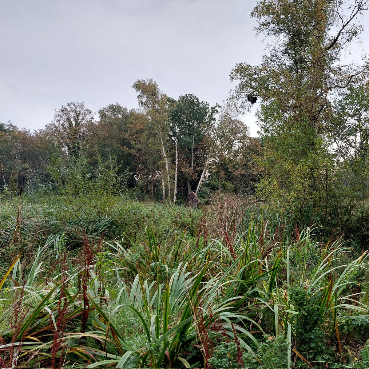 Two options for a river floodplain: 1. Farmed, cracked earth &amp; no wild habitat. OR.2. Wild regenerating vegetation holding precious water in the landscape &amp; alive with creatures? If we are going to let some farmed land go let it be near river land