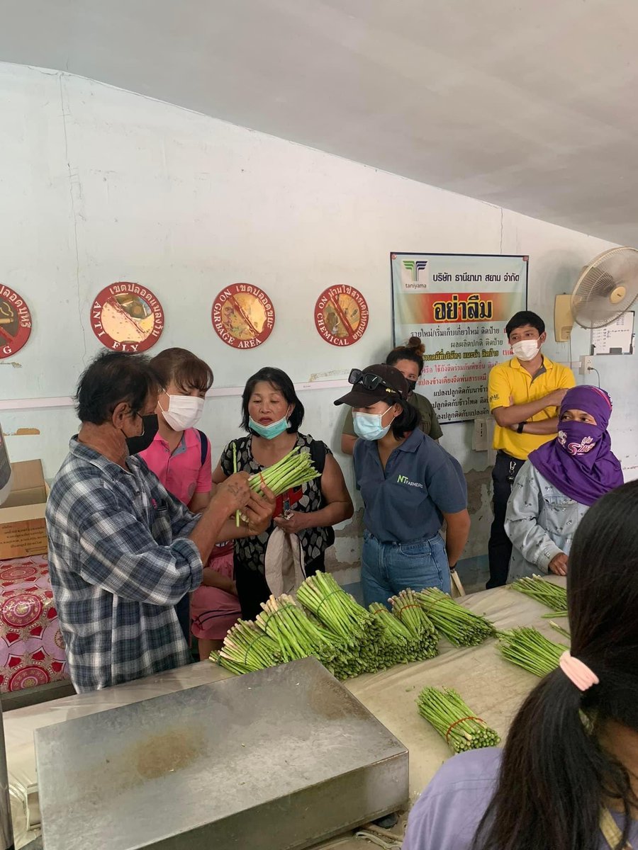 NTFarmers's tweet photo. THAILAND INDUSTRY EXCHANGE TOUR - DAY 1

The Thailand Industry Tour group visited the Asparagus Growing Farmer Group in Muang District, Nakhon Pathom Province. The asparagus farms of this group are all organic. In 24 hours the vegetable is harvested and on the market in Japan! https://t.co/WaRTtjyAQJ