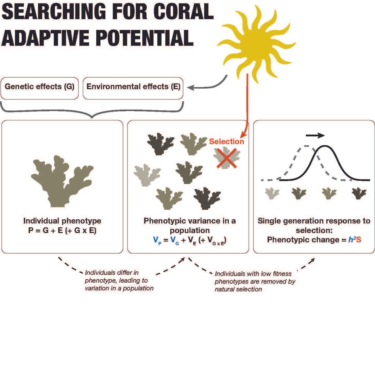 OPINION Moving beyond heritability in the search for coral adaptive potential 📄 bit.ly/3UIgfCK @dcceew @UQScience @t__richards @KatrinaMcGuiga3 @adriana_humanes @petemumby @CRiginos #RRAP