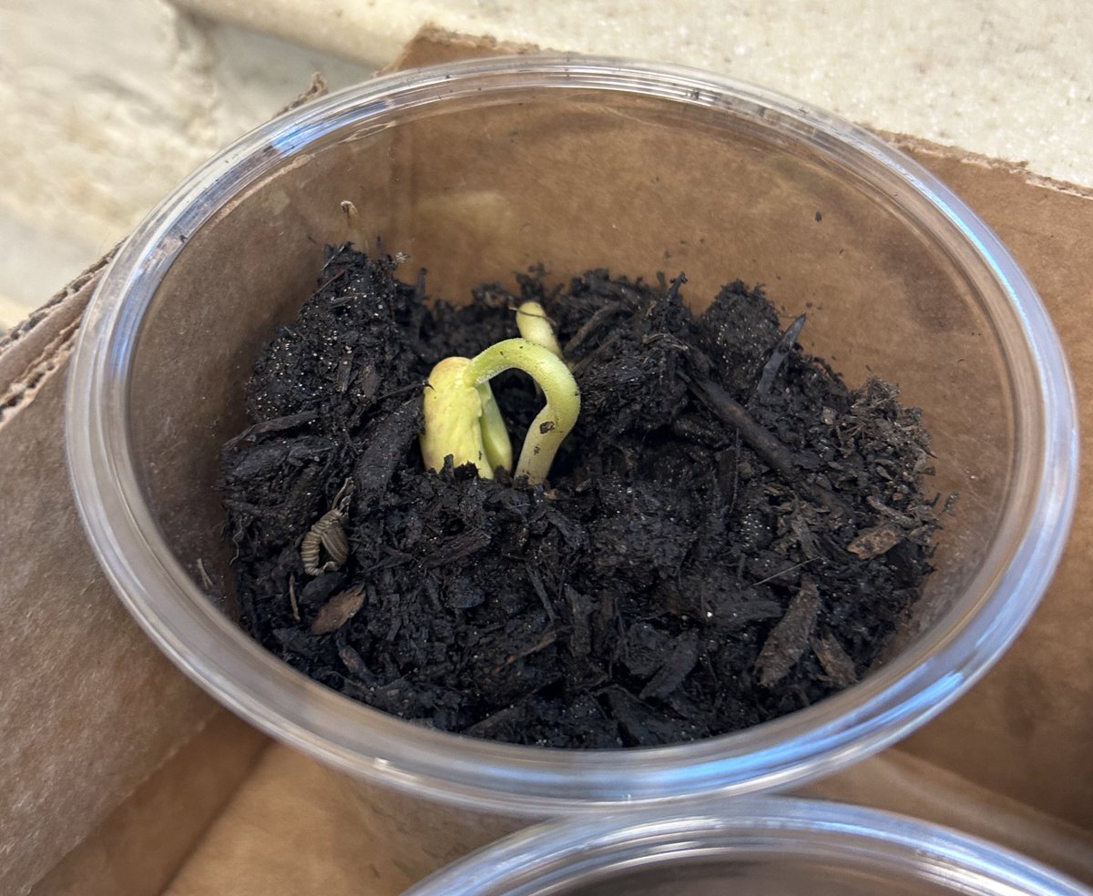 Spring in Kindergarten means planting green beans! We’re learning about what plants need, the plant lifecycle, and parts of a plant. We observe, journal, discuss, and ask questions about all the things we notice. #WEareLakota <a href="/Creeksidetweet/">Creekside ECS</a> #NeedtoSucceedCECS