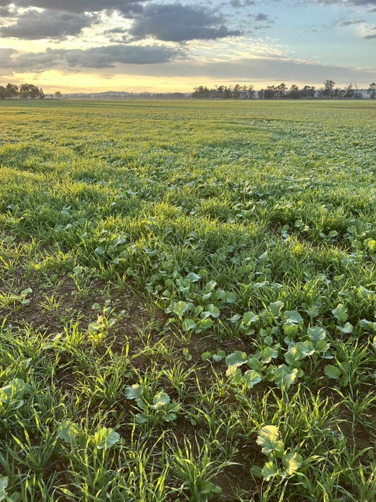 Charlie Blomfield tweet media