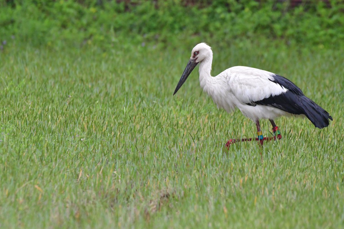 s7t73pf71's tweet photo. 今日は今のところ2羽だけ

#コウノトリ  #野鳥 #bird #wildlife #j0358 #j0503 #島根県 https://t.co/jsComXahjY