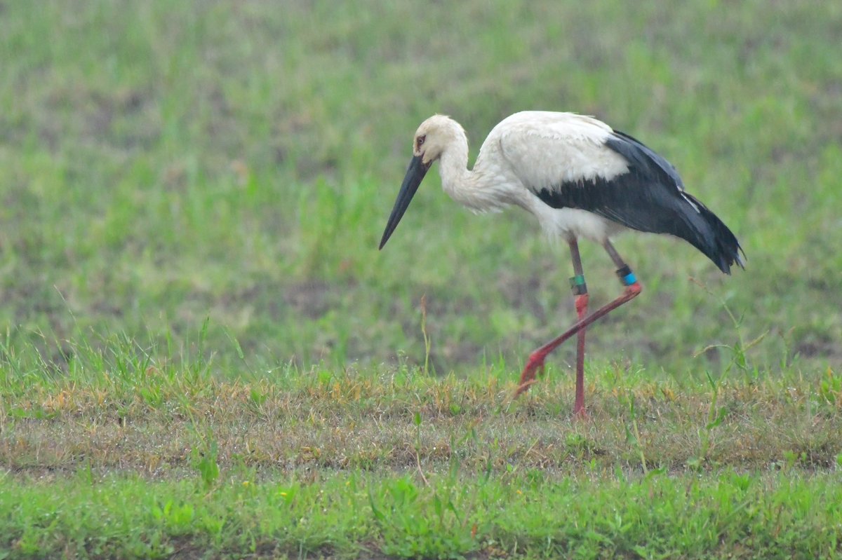 s7t73pf71's tweet photo. 今日は今のところ2羽だけ

#コウノトリ  #野鳥 #bird #wildlife #j0358 #j0503 #島根県 https://t.co/jsComXahjY