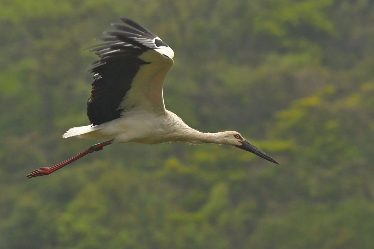 s7t73pf71's tweet photo. 今日は今のところ2羽だけ

#コウノトリ  #野鳥 #bird #wildlife #j0358 #j0503 #島根県 https://t.co/jsComXahjY
